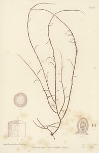 British Sea-Weed